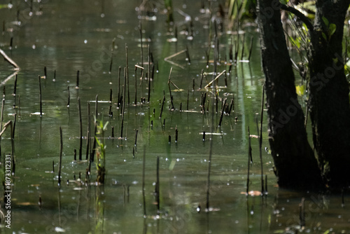 animals inside a pond full of reeds