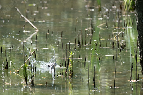 animals inside a pond full of reeds