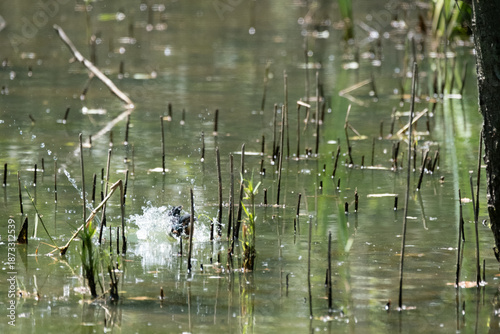 animals inside a pond full of reeds