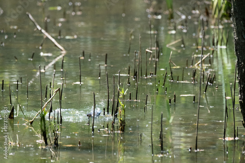 animals inside a pond full of reeds