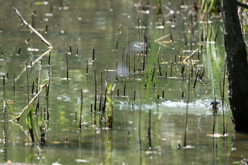 animals inside a pond full of reeds