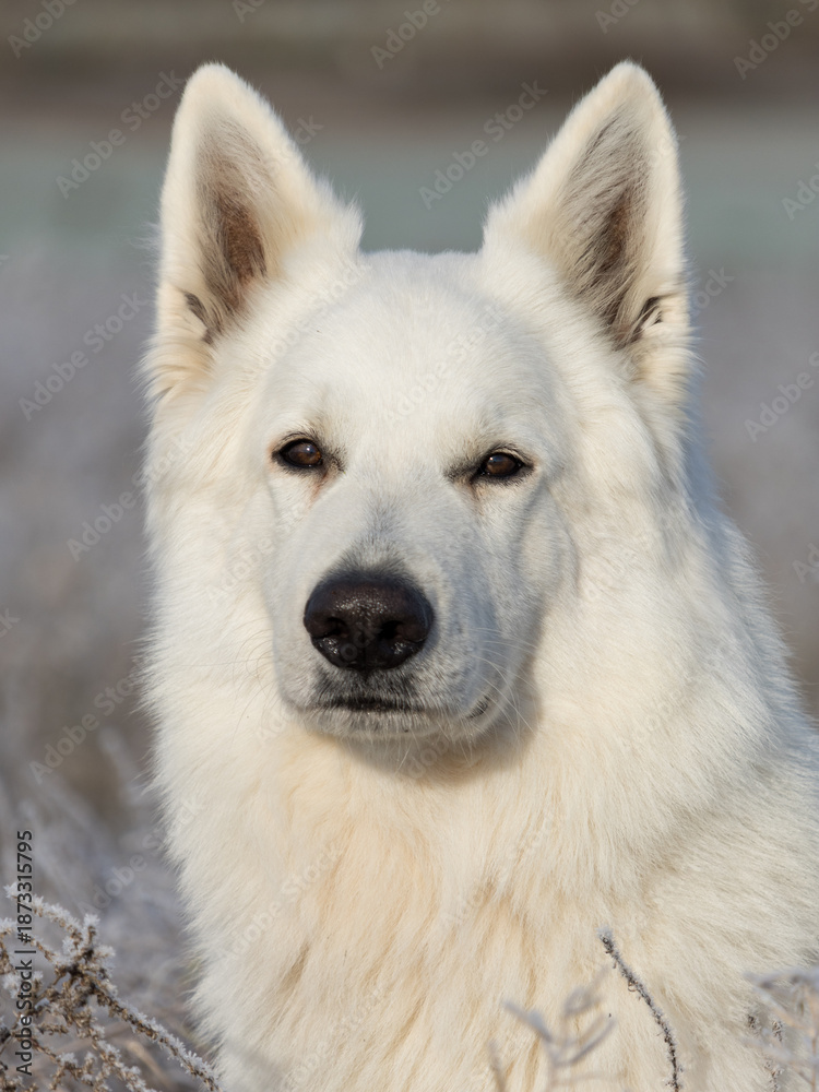 Obraz premium RETRATO DE PERRO PASTOR SUIZO BLANCO