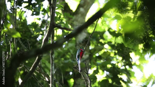 Narina trogon (Apaloderma narina) in Nyungwe National Park, Rwanda