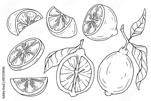 A set of sketches of citrus fruits lemon and tropical fruit slices. Vector graphics.