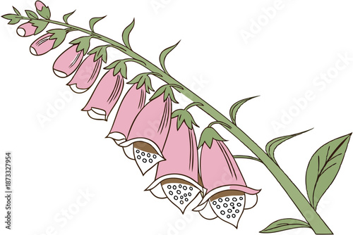 Foxglove flower tall garden botanical illustration on white background