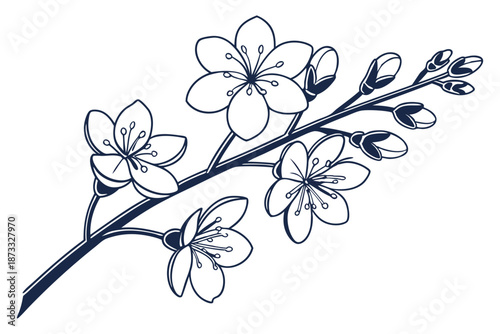 Forget Me Not blossom botanical garden flower on white background