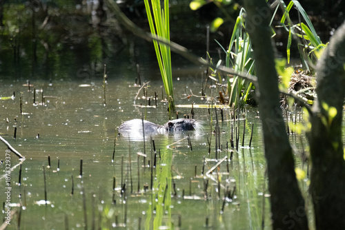 animals inside a pond full of reeds