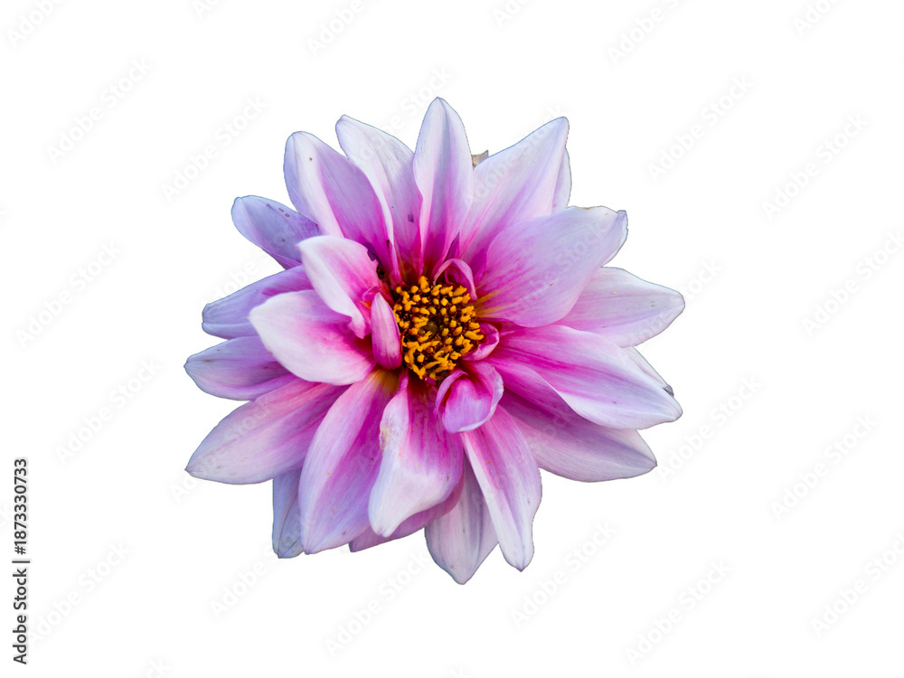 Obraz premium pink dahlia flower isolated transparent background