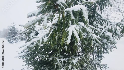 snow covered pine tree