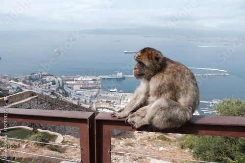 Barbary macaque observing the busy port and bay from the rock of gibraltar, with cargo ships traversing the sea