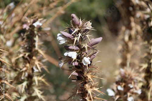 Canvastavla Acanthus spinosus, also known as spiny bear's breeches
