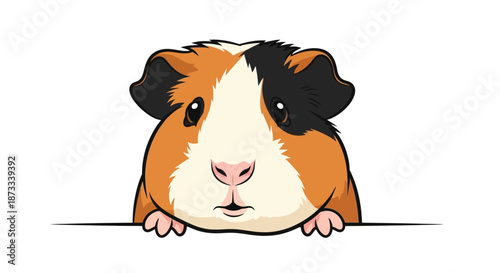 Guinea pig peeking over white surface shows curious expression with brown and black.