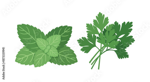 Fresh mint leaves and parsley sprigs show vibrant green color for culinary seasoning.