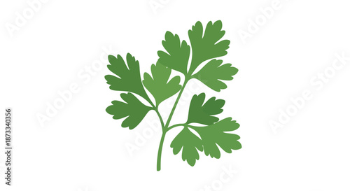 Single sprig of fresh green parsley herb rests isolated against the clean background.