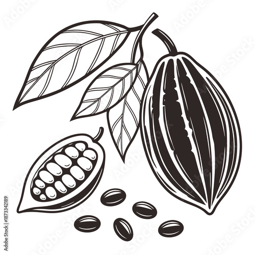 Detailed illustration of cacao pods leaves and beans in a striking black and white silhouette
