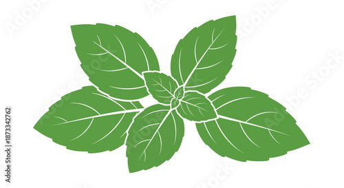 Fresh green basil herb sprig isolated on a white background for culinary use.
