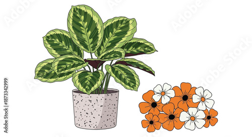 Potted Calathea Houseplant sits next to a small cluster of orange and white flowers.