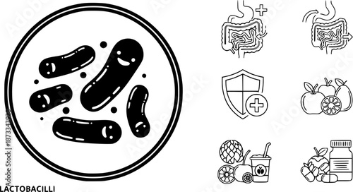 Lactobacilli icons set. Maintaining good digestive health with probiotics, enhancing immunity, and preventing infections with healthy food and medicine