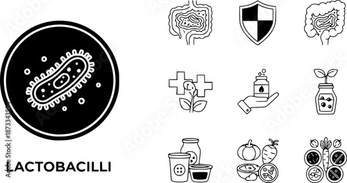 Lactobacilli icons set. Maintaining good digestive health with probiotics, enhancing immunity, and preventing infections with healthy food and medicine