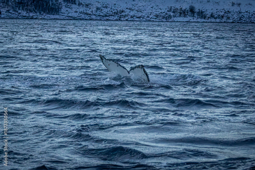 Fototapeta premium Buckelwal mit Fluke im Altafjord vor verschneiter norwegischer Landschaft