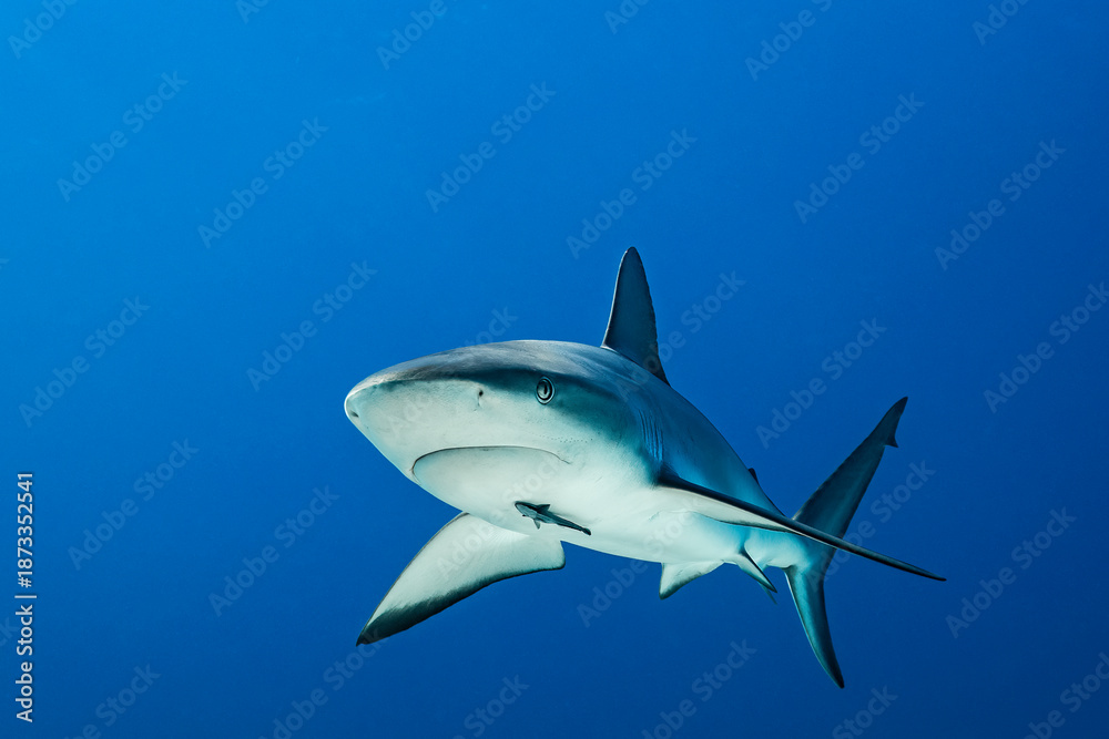 Fototapeta premium Caribbean reef shark swimming in clear waters of the Bahamas