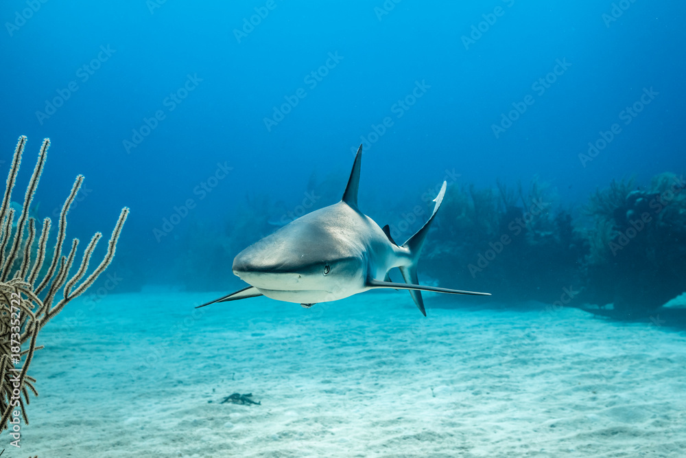 Fototapeta premium Caribbean reef shark explores wreck of hyperbaric chamber in Bahamas