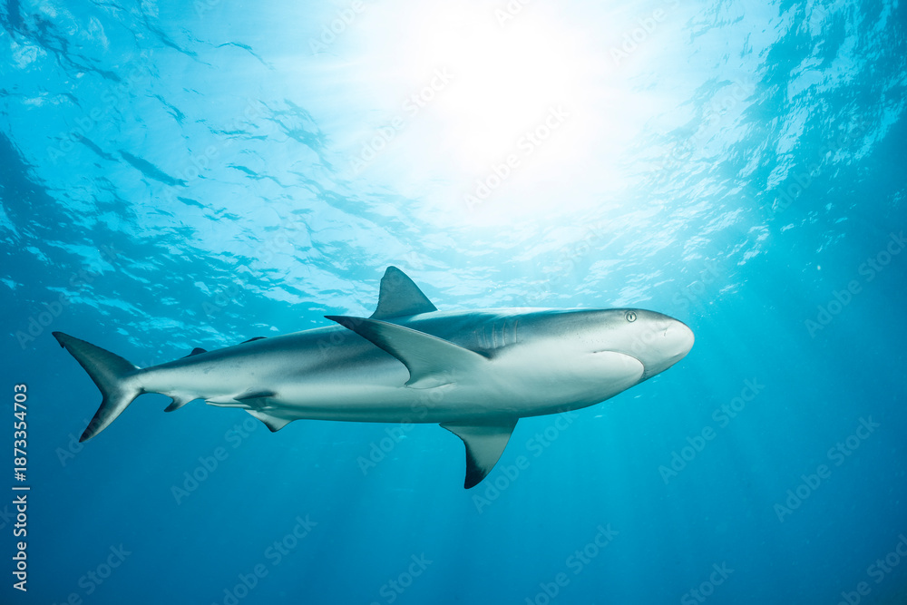 Obraz premium Caribbean reef shark swims through clear waters of the Bahamas