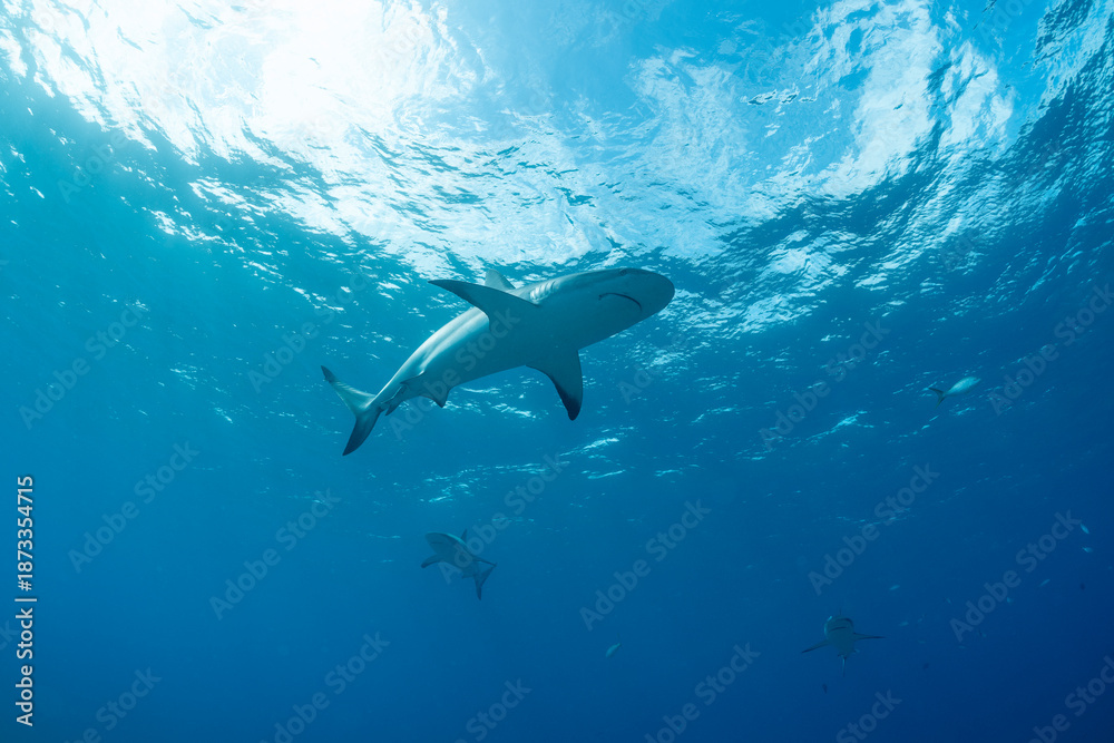 Fototapeta premium Caribbean reef shark swimming in clear waters of the Bahamas