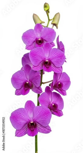 Vibrant purple Dendrobium orchid flowers captured in a vertical studio shot isolated on a clean white background ,purple ,bloom ,flora