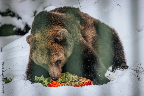 Quadro su tela Grizzly bear foraging in snow, enjoying a colorful meal of vegetables, showcasin