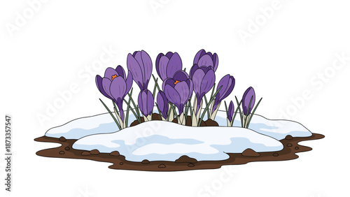 Vibrant purple crocus flowers bravely blooming through patches of melting snow, signaling the arrival of spring.