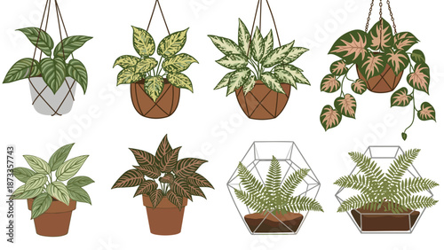 A diverse collection of charming potted and hanging houseplants, including elegant terrariums, perfect for adding greenery to any space.