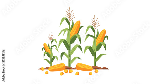 Healthy corn stalks bearing ripe cobs of corn, with loose kernels scattered on the ground, representing a bountiful harvest.