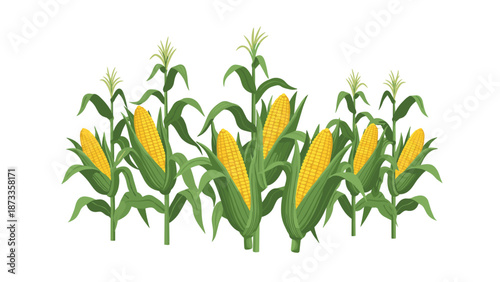 A vibrant row of healthy corn stalks laden with plump, ripe cobs of corn, symbolizing a successful and abundant harvest.