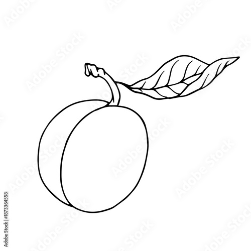 Summer apricot outline, simple sketches of seasonal fruits. Vector graphics.