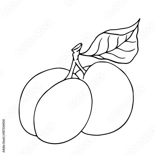 Summer apricot outline, simple sketches of seasonal fruits. Vector graphics.