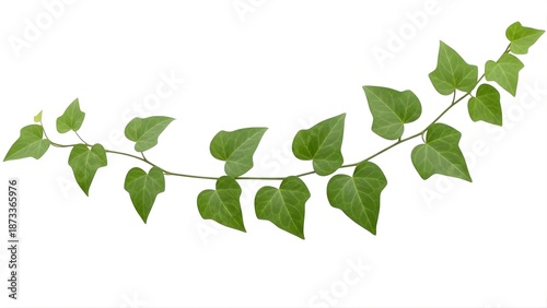 A green ivy branch with heart-shaped leaves on transparent background