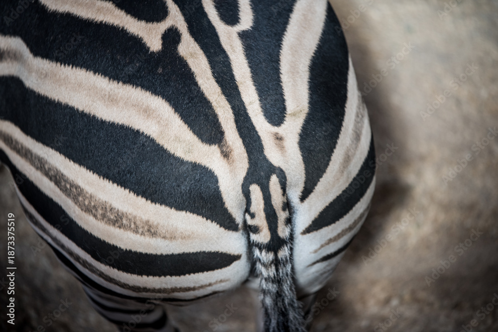 Fototapeta premium Back and tail of a Grant Zebra Equus quagga boehmi