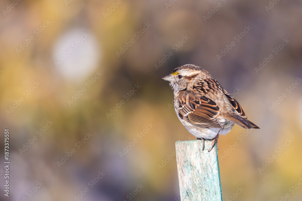 Fototapeta premium white-throated sparrow (Zonotrichia albicollis) in autumn