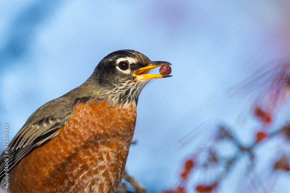 Fototapeta premium American robin (Turdus migratorius) in winter