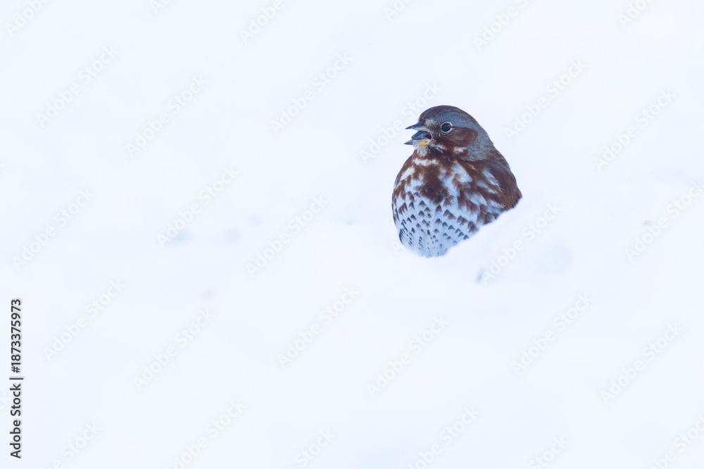 Obraz premium fox sparrow (Passerella iliaca) in winter