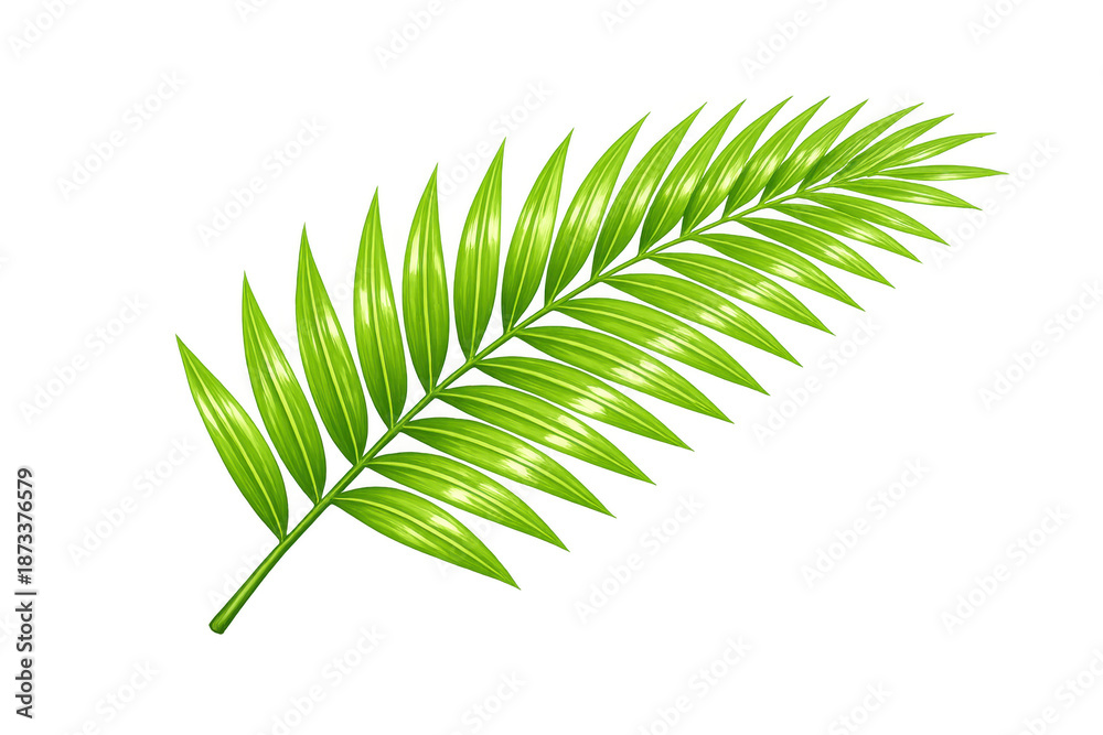 Fototapeta premium Tropical palm leaf frond depicting summer vacation and exotic nature, isolated on a transparent background for design