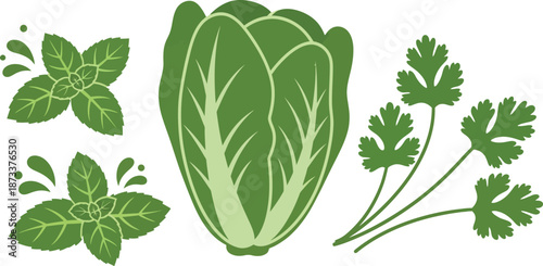 (green leafy vegetables, fresh herbs, culinary plants, parsley, basil, romaine lettuce, botanical illustration, realistic, detailed, vibrant colors)
