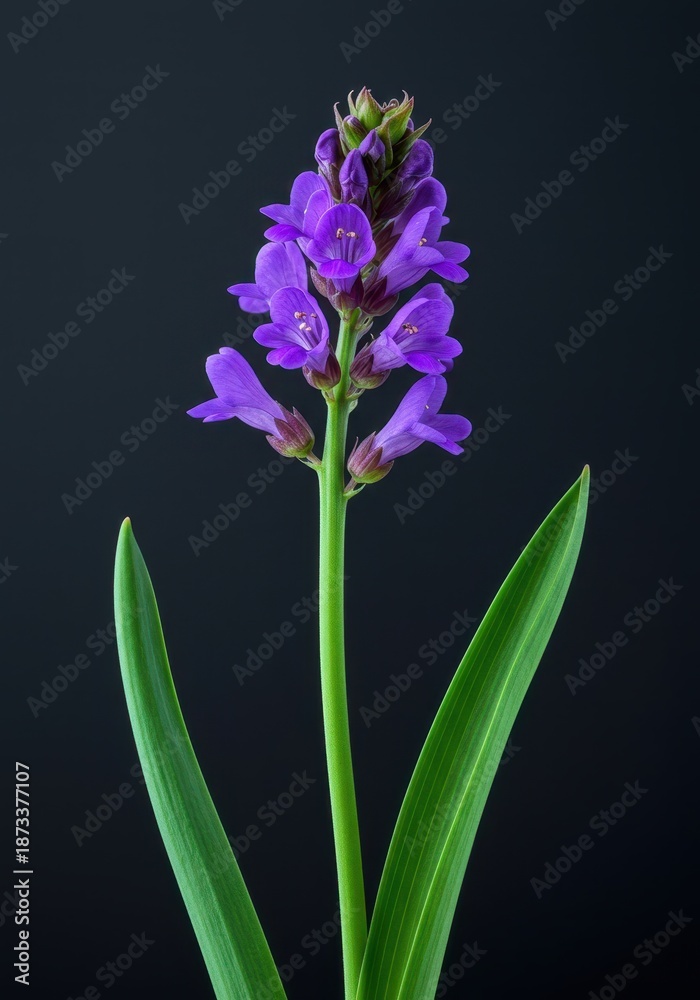 Fototapeta premium Vibrant purple blossom standing tall on a bright green stalk, symbolizing growth, spring, and natural beauty ,natural, environment, vibrant
