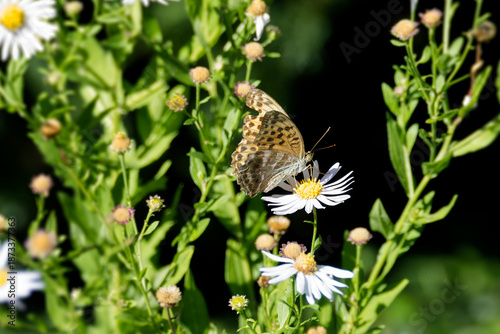 Slika na platnu Silver-washed Fritillary butterfly (Argynnis paphia) sitting on a daisy in Zuric