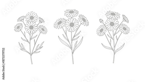Three clusters of hand drawn daisy flowers with simple line art details and gray centers on a white background.
