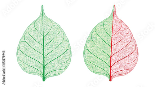 Detailed leaf skeleton veins illustration with one fully green leaf and one leaf transitioning from green to red color.