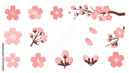 Beautiful pink cherry blossom flowers and branches set representing spring season and traditional Japanese culture.