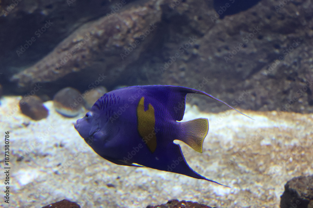 Fototapeta premium yellowband angelfish (Pomacanthus maculosus), also known as the halfmoon angelfish or yellowbar angelfish