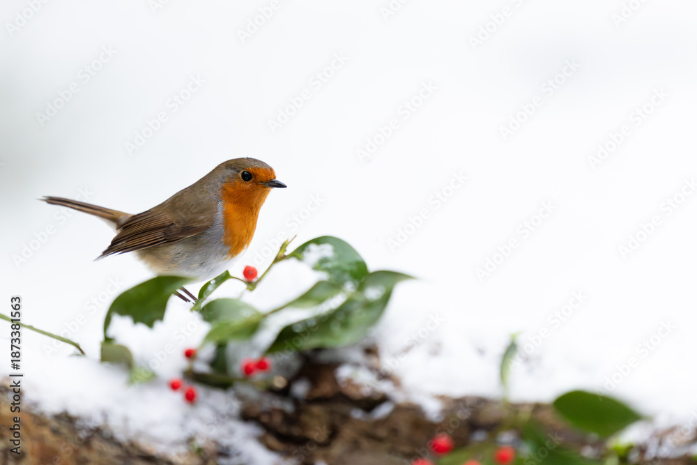 Fototapeta premium Snowy Robin (erithacus rubecula) on a snowy log with holly and red berries. festive scene. Yorkshire, UK in January